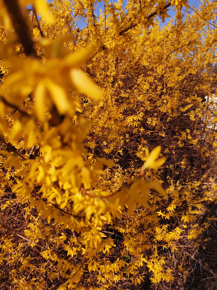 Forythien-Gelbe-Blumen-Flower