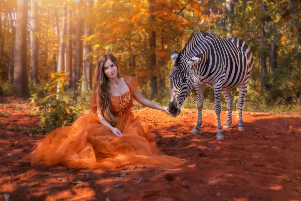 Zebra-Fotoshooting-Schweiz-Elena-Frizler