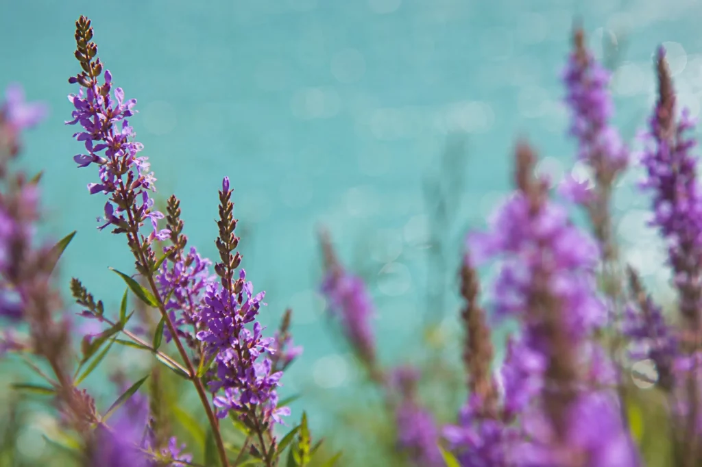 Violette Alpenblumen am türkisfarbenen Bergsee in den Schweizer Alpen